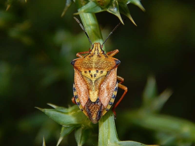 Pentatomidae elbano da ID